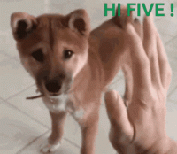 HighFiveDogGIF.gif